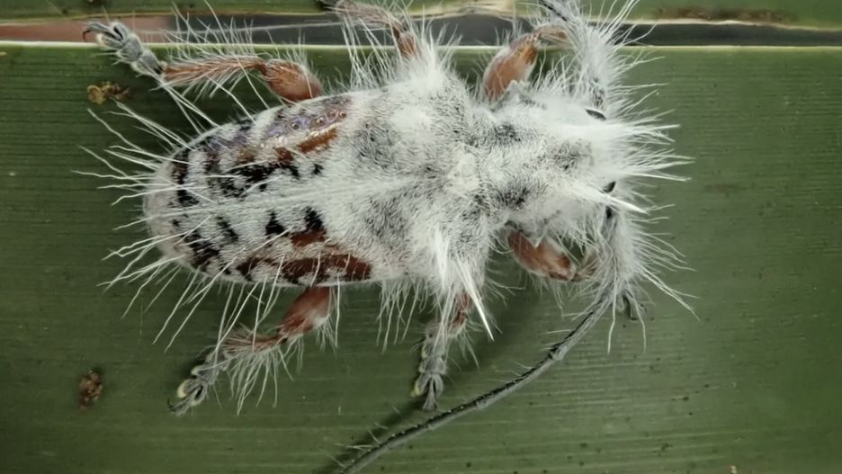 Badacz odkrył przypadkiem nowy gatunek chrząszcza