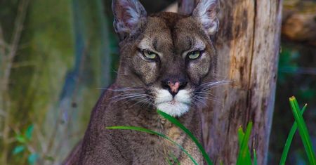 Puma znów grasuje na Dolnym Śląsku? Jest ostrzeżenie dla mieszkańców Kotliny Kłodzkiej