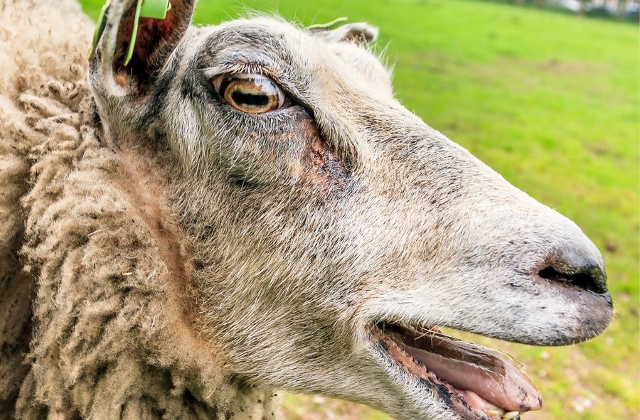 Owce zjadły ponad 250kg marihuany.