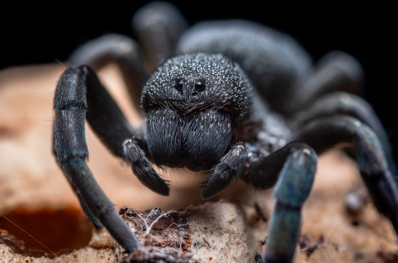 Arachnofobia (lęk przed pająkami) - przyczyny, objawy, leczenie