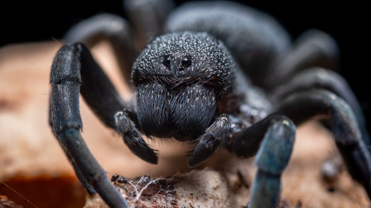 Arachnofobia - przyczyny, objawy, leczenie