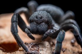 Arachnofobia (lęk przed pająkami) - przyczyny, objawy, leczenie