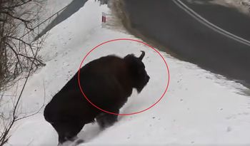 "Warto ściągnąć nogę z gazu". Pokazali nagranie z Bieszczad