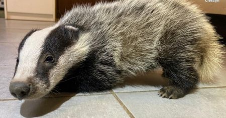 Wisła. Nietypowa akcja. Co znaleźli policjanci zamiast przestępców?