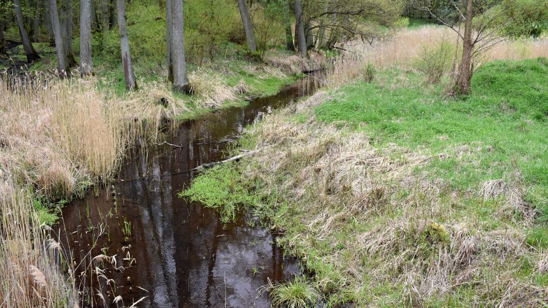 Margoninka koło wsi Raczyn, tuż przed wypłynięciem na nadnoteckie łąki