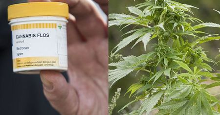 Lecznicza marihuana będzie w Polsce legalna... JUŻ OD PIĄTKU!