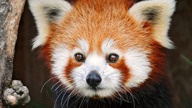 Firefox 13 już jest! Jakie są najważniejsze zmiany? 1