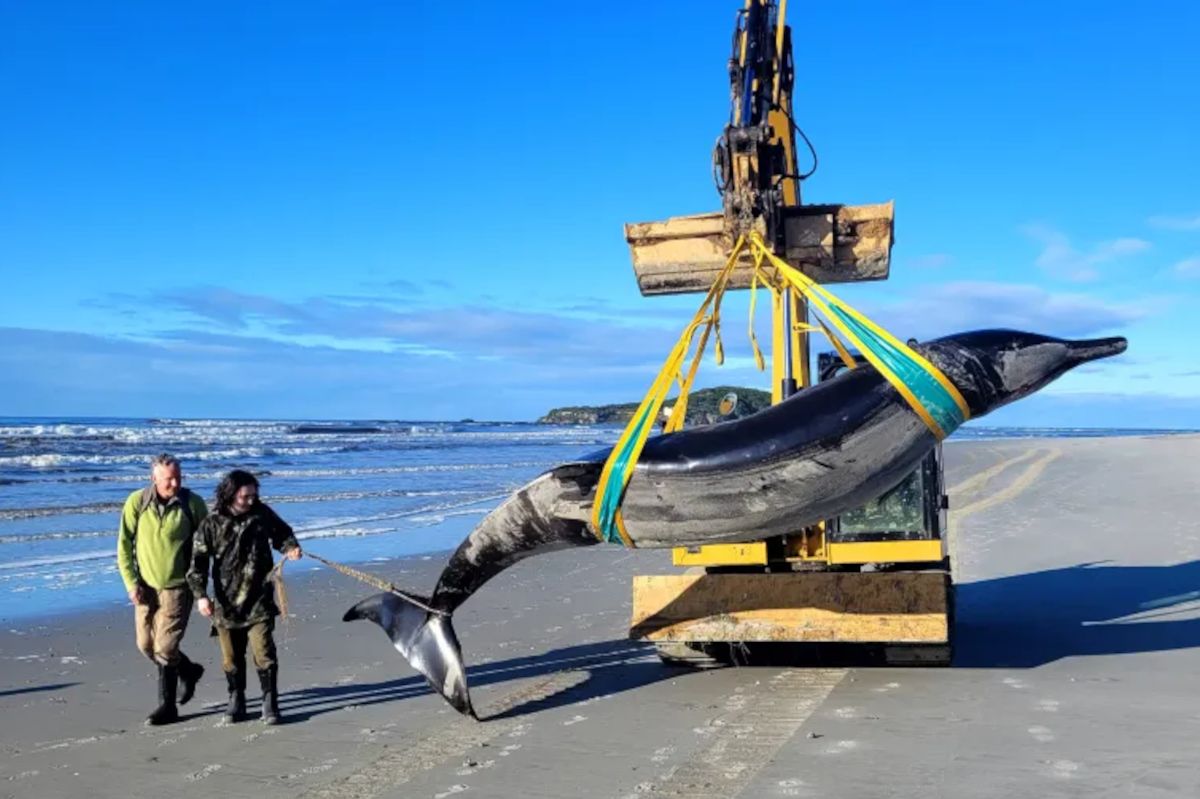 Rare spade-toothed whale found on New Zealand beach