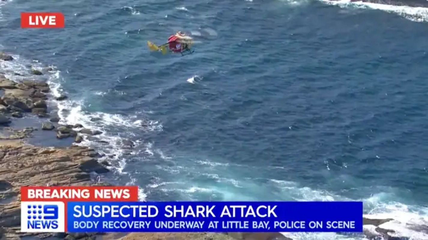 Groza w Sydney. 4,5-metrowy rekin zagryzł pływaka. "Usłyszałem krzyk"
