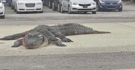 Wielki aligator powodem karambolu pod Nowym Orleanem