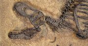 Międzyrzecz. Dziwne prehistoryczne stworzenie ukryte w skamielinie