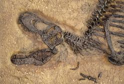Międzyrzecz. Dziwne prehistoryczne stworzenie ukryte w skamielinie