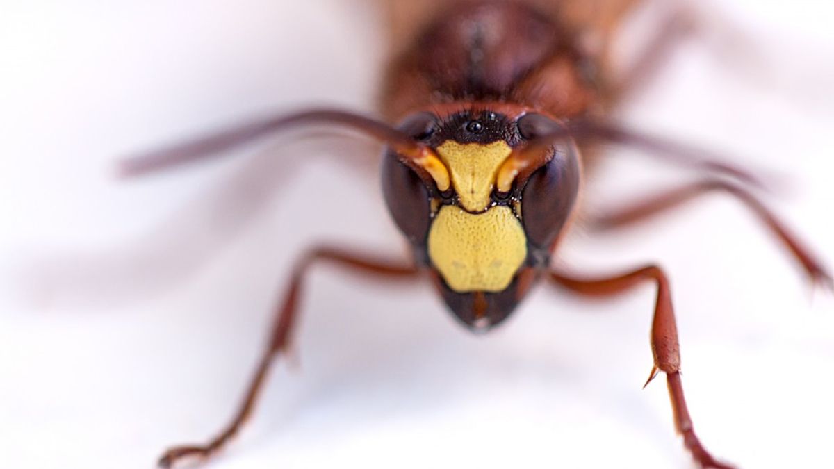 Ten owad ma zadziwiającą tolerancję na alkohol.