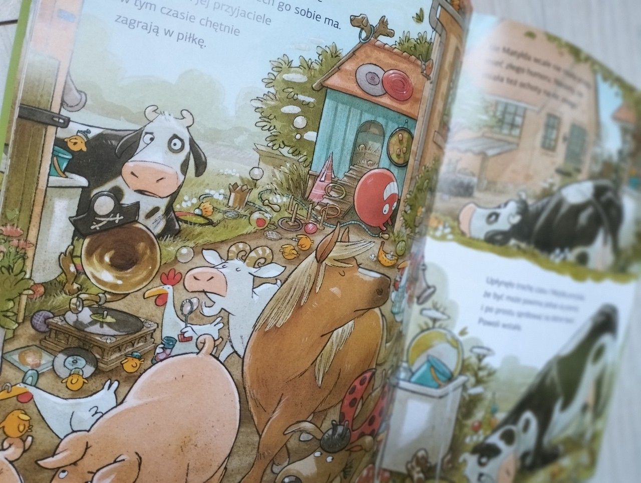 Krowa Matylda jest nie w humorze 