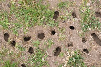 Posadź w ogrodzie. Krety i nornice już się nie pojawią