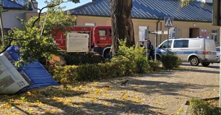 Pomnik przyrody runął na ulicę w centrum miasta. Istne pobojowisko