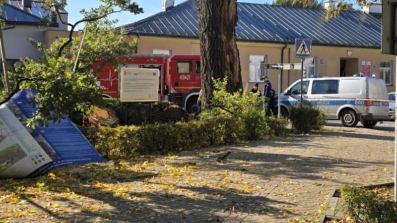 Stary dąb zawalił się niespodziewanie