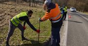 Żaby bezpieczne na drodze. Osadzeni w ZK Opole Lubelskie pomagają