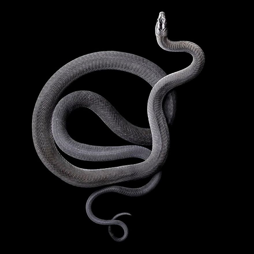 Ukąsiła go czarna mamba, ale dokończył fotografowanie węża. I robi im dalej zdjęcia 4