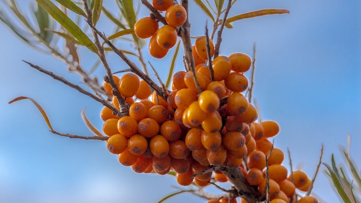 Z rokitnika zwyczajnego przygotujesz pełen witamin syrop