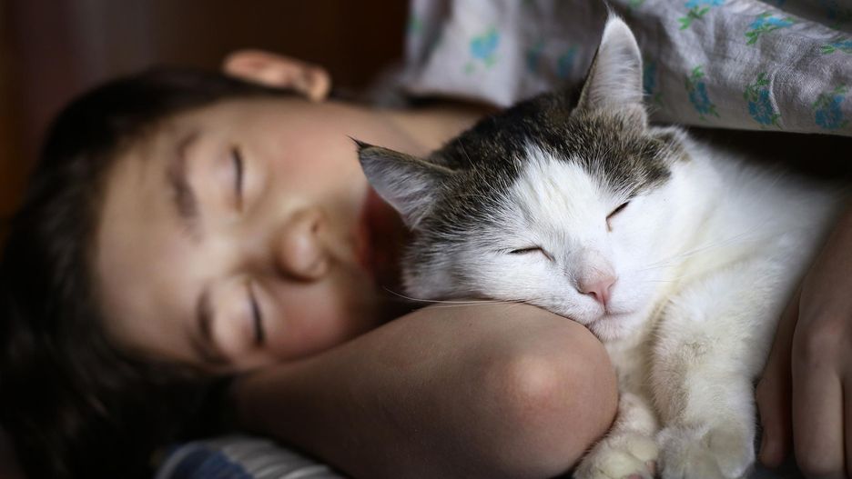 Jeśli kot trąca Cię nosem w nocy, na pewno chce w ten sposób zaspokoić jakąś potrzebę