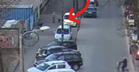 Dwa psy biegały luzem. Właścicielka zapłaci mandat