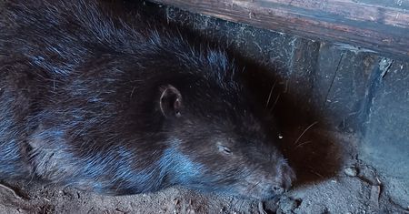 Sadysta skatował bobra. Zwierzę walczy o życie, sprawca jest poszukiwany