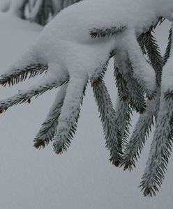 Alert IMGW dla dwóch województw. Ostrzeżenie przed opadami śniegu