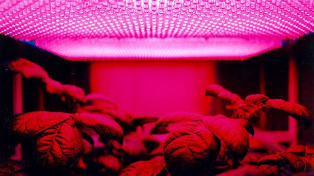 Księżycowe uprawy wyrosną dzięki LED-om i energii jądrowej 1