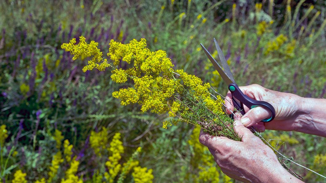 Powszechnie występująca roślina o wielu właściwościach. Odtruje organizm i poprawi pracę tarczycy