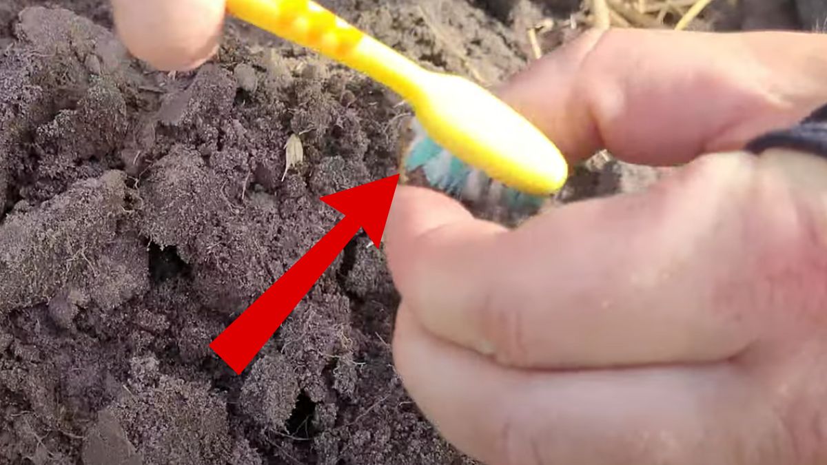 1741 rok - taka data pojawiła się na obrączce.