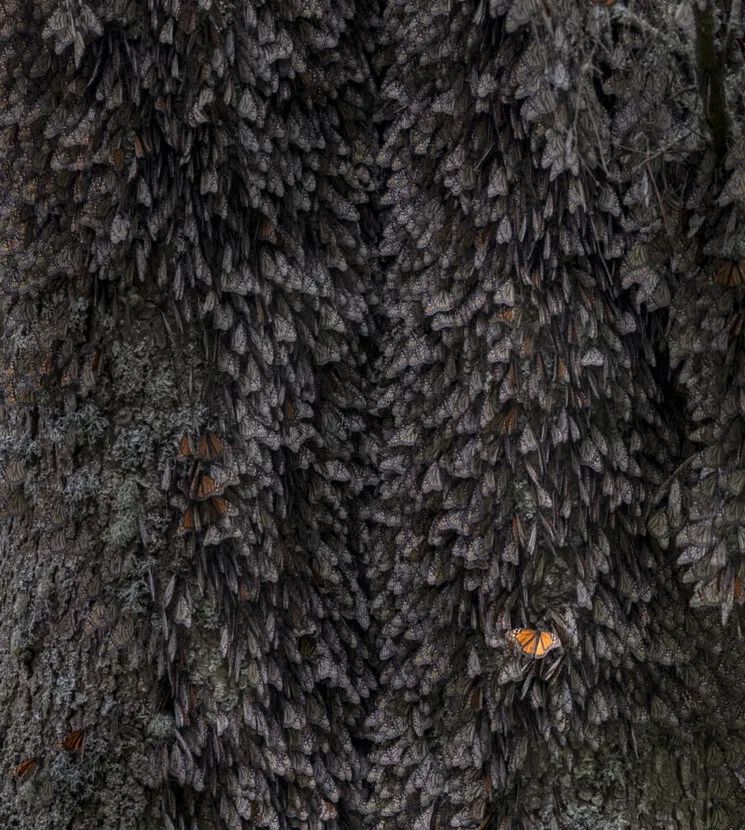 Niezwykłe zdjęcia pokazują, jaka naprawdę jest natura – piękna i niebezpieczna 7