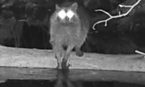 Patrzcie, co wyczyniał. Nagrany z ukrycia. To hit