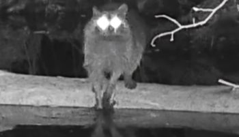 Patrzcie, co wyczyniał. Nagrany z ukrycia. To hit