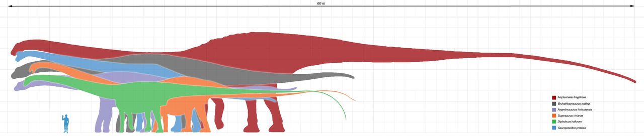 Porównanie wielkości największych zauropodów i człowieka (Fot. Wikimedia Commons)