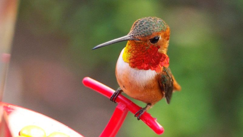 Melanie Barboni jest prawdziwą zaklinaczką kolibrów. Sfotografowała ich ponad 200! 1