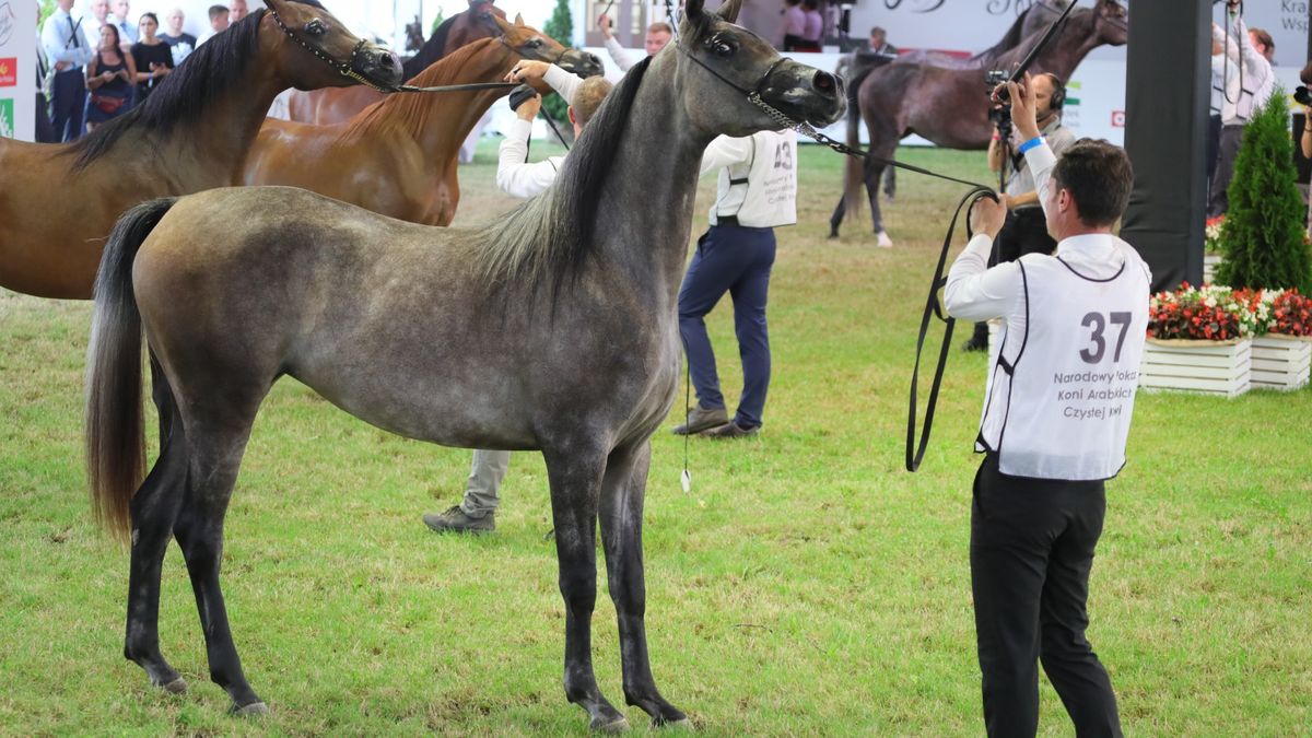Stadnina w Janowie Podlaskim będzie dokapitalizowana.