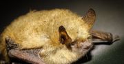 Niesamowite odkrycie. Nowy gatunek nietoperza w Polsce