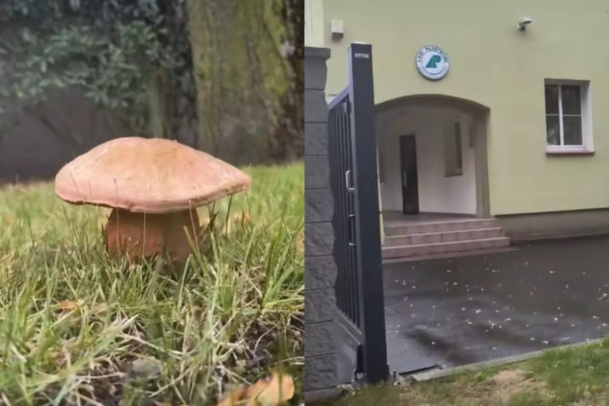 "Nie ma sprawiedliwości". Tylko spójrzcie na nagranie leśników