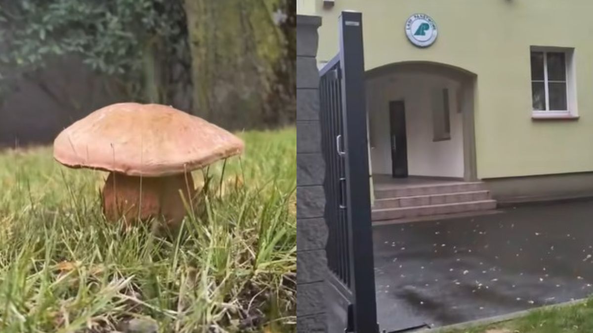 Grzyby wyrosły przy budynku Nadleśnictwa Jarocin