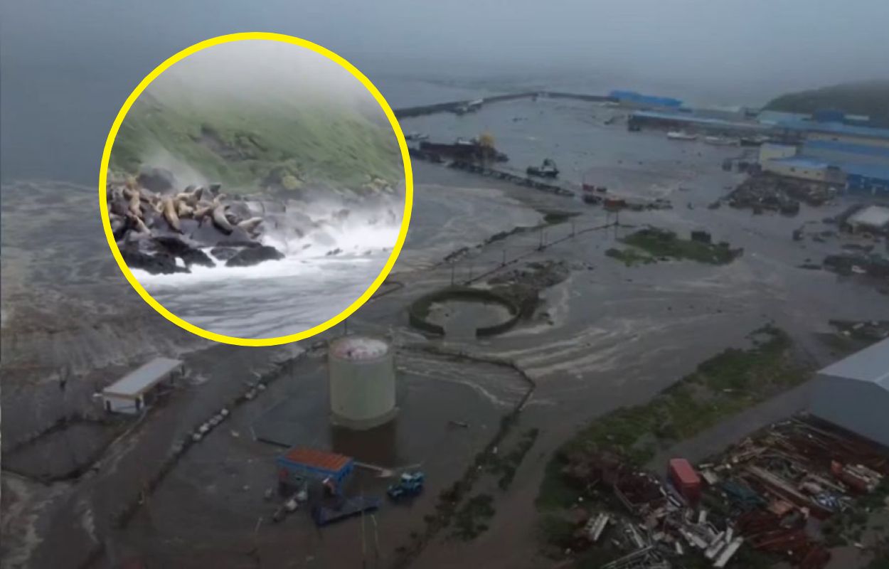 Lwy morskie przerażone trzęsieniem ziemi. Nagrano ich reakcję