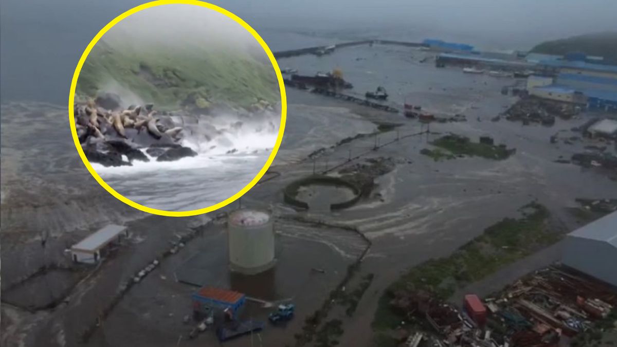 Turysta nagrał reakcję uchatek