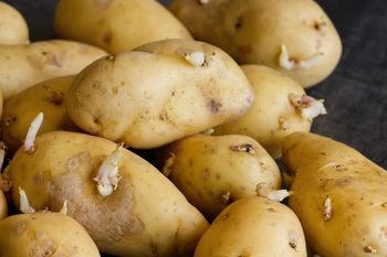 Polacy masowo popełniają ten błąd przez całą wiosnę. Chodzi o jedzenie ziemniaków