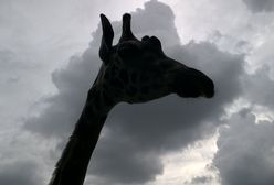 Tragiczna wiadomość z poznańskiego ZOO. Ogromny smutek pracowników