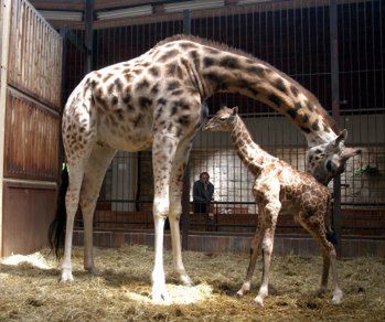 Nowa "dziewczynka" w łódzkim ZOO