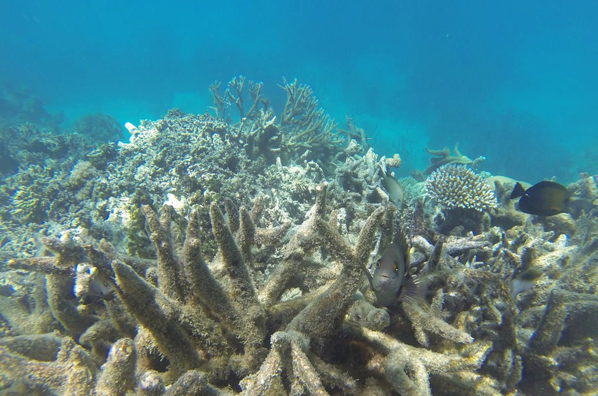 Zniszczona rafa koralowa