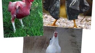 Kurczakdiesel czyli biopaliwo z resztek niedzielnego obiadu 1