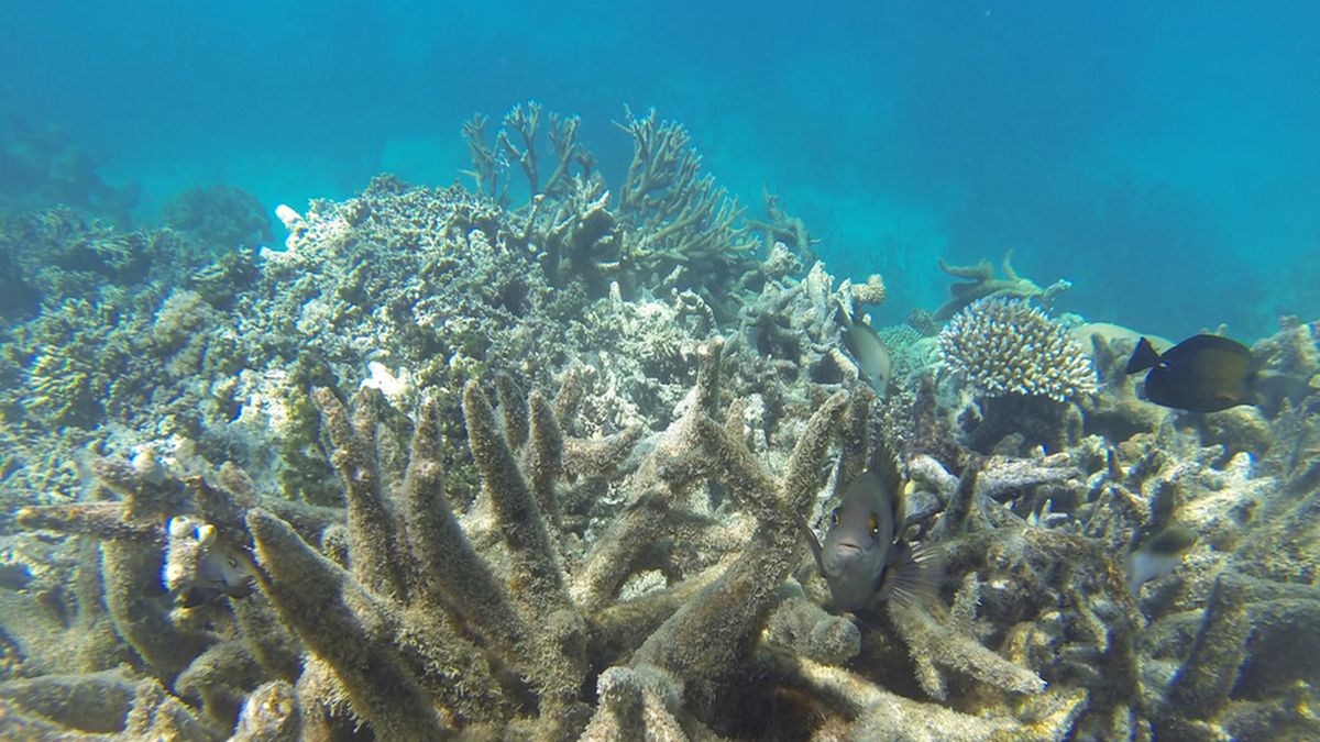 Zniszczona rafa koralowa