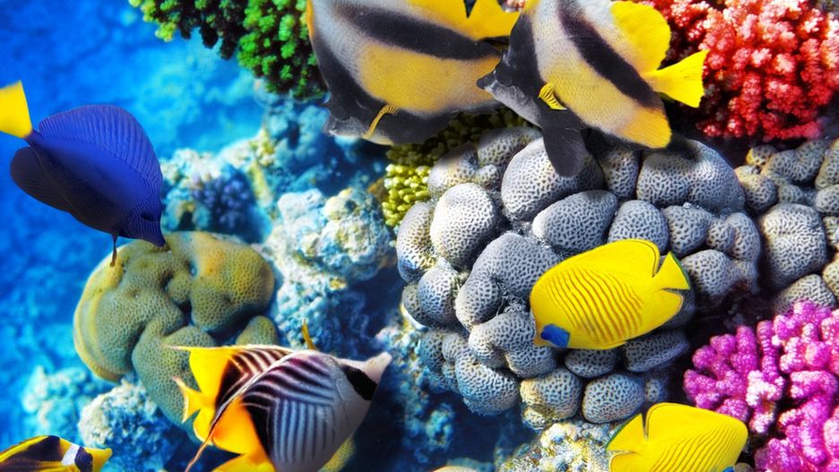Rafy koralowe są domem dla wielu gatunków stworzeń morskich
