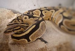 Wrocław. Pyton się odnalazł. Trafił do schroniska i czeka na właściciela